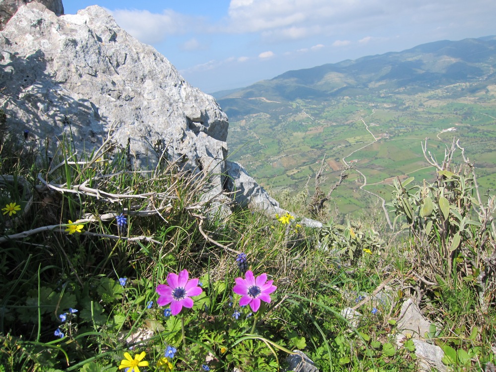 Beautiful wild flowers on the top!